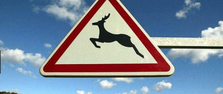 Animal mort chaussée