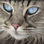 Photo d'illustration d'un chat