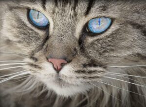 Photo d'illustration d'un chat