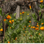 Image d'illustration représentant des vignes et des fleurs