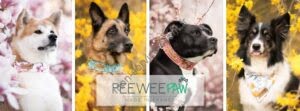 Aperçu du site web Peeweepaw