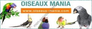 Perroquets oiseaux mania