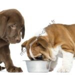 Chiens Petclic