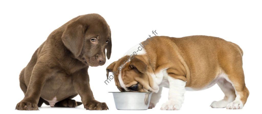 Chiens Petclic