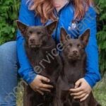 Image d'illustration de chiens