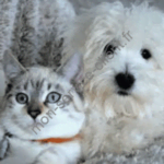 Animaux de compagnie chien et chat