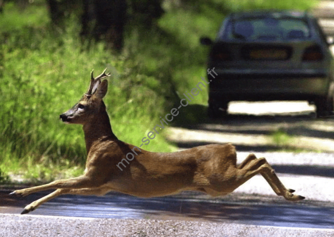 Collision animal