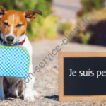 Animal perdu