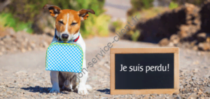 Animal perdu