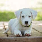 Photo d'illustration d'un chiot