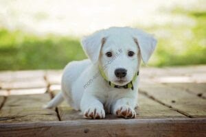 Photo d'illustration d'un chiot