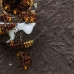 Image d'illustration représentant un nid de frelons asiatique