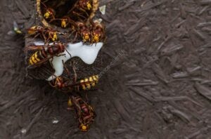 Image d'illustration représentant un nid de frelons asiatique