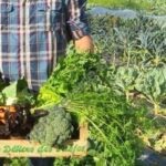 Agriculteur tenant une cagette contenant des légumes dans un potager