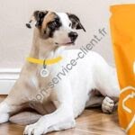 croquettes HectorKitchen