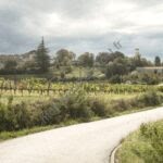 Vignerons Charmvermeil