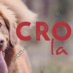 Logo officiel de la marque Croq la vie avec photo d'un chien